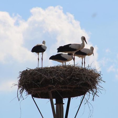 Апартаменты Am Storchennest Damnatz Экстерьер фото